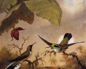 Black-Eared Fairy - 马丁·约翰逊·赫德